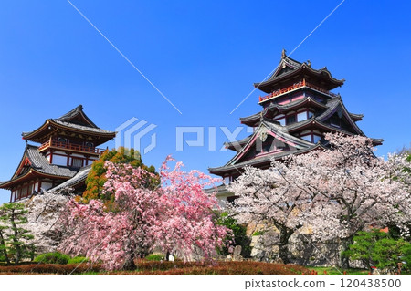 【京都府】伏見桃山城晴好櫻花盛開（大小塔樓） 120438500