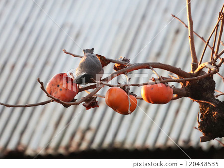 八哥和扶餘柿子 120438535