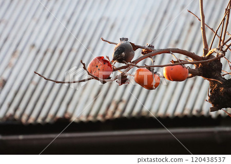 八哥和扶餘柿子 120438537