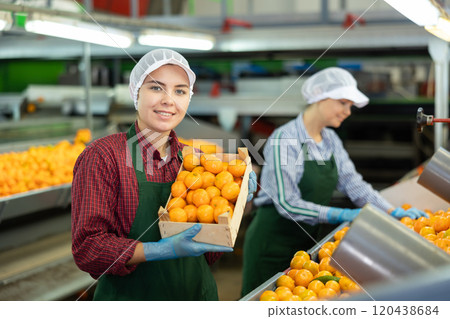 Glad positive female employee in colored uniforms hold a box of fresh ripe tangerines in their hands on citrus sorting line at warehouse. 120438684