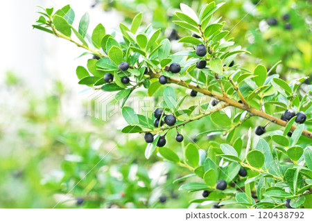 黑黃楊果實(秋季、十一月) 黑黃楊果實(秋季、十一月) 120438792