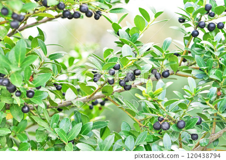 Black boxwood berries (autumn, November) 120438794