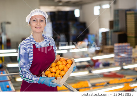 Glad positive female employee in colored uniforms hold a box of fresh ripe tangerines in their hands on citrus sorting line at warehouse. Glad positive female employee in colored uniforms hold a box of fresh ripe tangerines in their hands on citrus sorting line at warehouse. 120438823