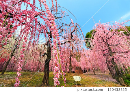 [Kyoto Prefecture] Plum blossoms in full bloom at Jonangu Shrine 120438835