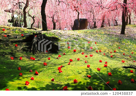 [京都府]城南宮梅花落山茶盛開 120438837