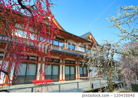 [京都府]北野天滿宮梅園盛開 120438848