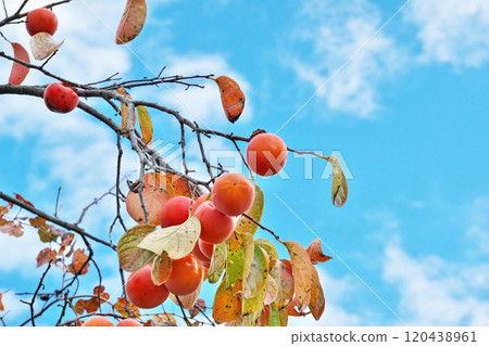 Red persimmon fruit (autumn, November) 120438961