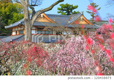 [京都府]北野天滿宮的梅花盛開和梅園 120438973