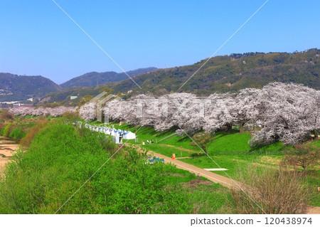 [Kyoto Prefecture] Sewaritei Sakura Festival with cherry blossoms in full bloom 120438974