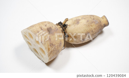 Fresh lotus root Fresh lotus root 120439084