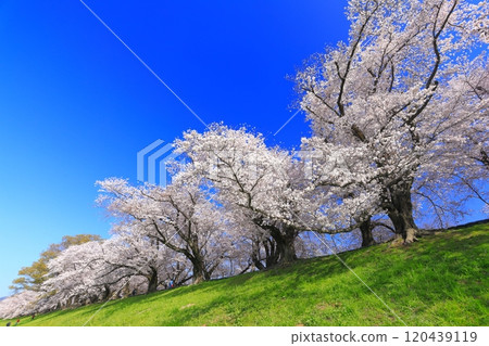 [Kyoto Prefecture] Sewaritei Sakura Festival with cherry blossoms in full bloom 120439119
