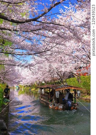 【京都府】伏見十國船晴好櫻花盛開 120439123