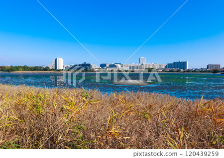 Yatsu Tidal Flats Park on a clear autumn day (Narashino City, Chiba Prefecture) 120439259