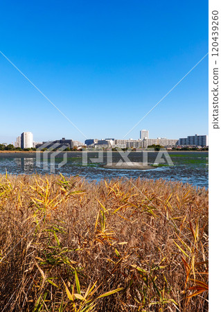 Yatsu Tidal Flats Park on a clear autumn day (Narashino City, Chiba Prefecture) 120439260