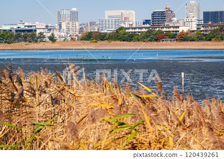 Yatsu Tidal Flats Park on a clear autumn day (Narashino City, Chiba Prefecture) Yatsu Tidal Flats Park on a clear autumn day (Narashino City, Chiba Prefecture) 120439261