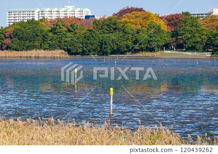 秋日晴朗的八日田公園(千葉縣習志野市) 秋日晴朗的八日田公園(千葉縣習志野市) 120439262