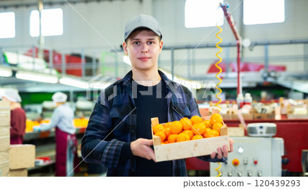 Positive male employee hold a box of fresh ripe tangerines in their hands on citrus sorting line at warehouse. Positive male employee hold a box of fresh ripe tangerines in their hands on citrus sorting line at warehouse. 120439293