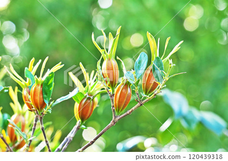 Orange gardenia fruit (autumn, November) Orange gardenia fruit (autumn, November) 120439318