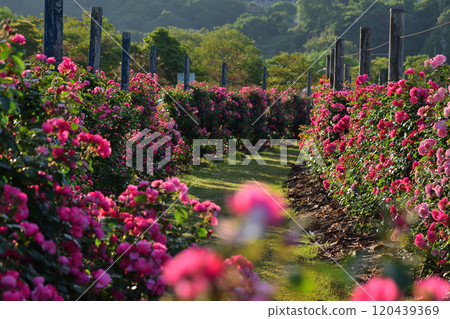Rose garden of Minamata Eco Park Rose garden of Minamata Eco Park 120439369