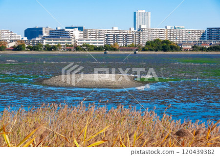 秋日晴朗的八日田公園(千葉縣習志野市) 秋日晴朗的八日田公園(千葉縣習志野市) 120439382