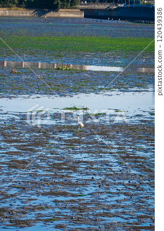 Yatsu Tidal Flats Park on a clear autumn day (Narashino City, Chiba Prefecture) Yatsu Tidal Flats Park on a clear autumn day (Narashino City, Chiba Prefecture) 120439386