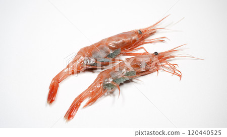 Shanbaran shrimp Shanbaran shrimp 120440525
