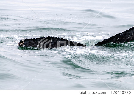 Whale surfacing in Walvis Bay 120440720