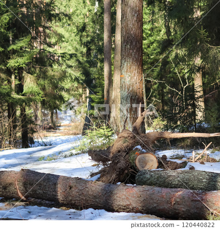 Trunk trees that was cut down because they fell on a forest road during a winter storm. High quality photo Trunk trees that was cut down because they fell on a forest road during a winter storm. High quality photo 120440822