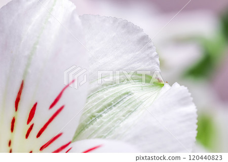 White orchid phalaenopsis flower fragment, macro. Floral background White orchid phalaenopsis flower fragment, macro. Floral background 120440823