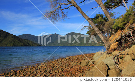 Endeveaour Inlet, bay in the Marlborough Sounds, New Zealand. 120441036