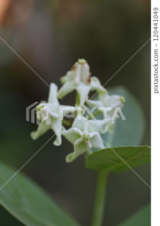 Calotropis gigantea flower 120441049