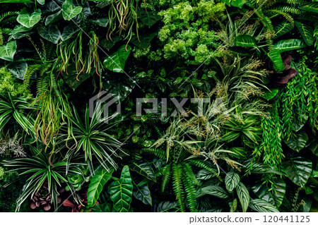 plant wall, natural green wallpaper and background. nature wall. Nature background of green forest. High quality illustration plant wall, natural green wallpaper and background. nature wall. Nature background of green forest. High quality illustration 120441125
