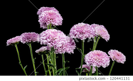Pink Chrysanthemums on a black background Pink Chrysanthemums on a black background 120441131