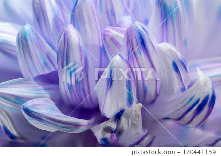 Close-Up of Violet and White Chrysanthemum Petals 120441139