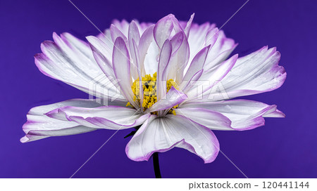 Delicate Cosmos flowers Blooms purple background 120441144