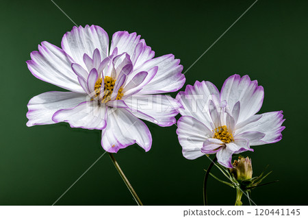 Delicate Cosmos flowers Blooms green background 120441145