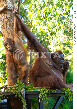 Orangutan mother and child, Bali, Indonesia 120441782