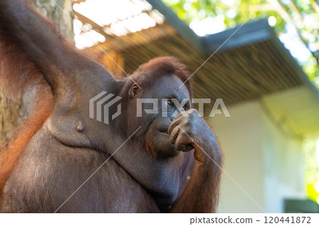 Orangutan in Bali, Indonesia 120441872