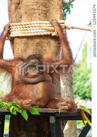 Orangutan in Bali, Indonesia 120441874