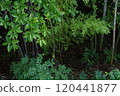  Bamboo grove 120441877