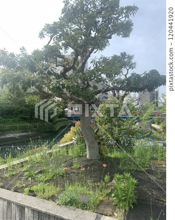 Garden, flowers, garden, green, plants, trees 120441920