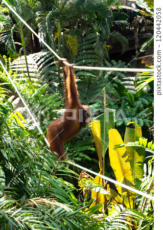 Orangutan walking a tightrope, Bali, Indonesia Orangutan walking a tightrope, Bali, Indonesia 120442058