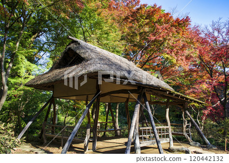 東京的六義園 杜鵑花茶館 秋葉特別的風景名勝 東京的六義園 杜鵑花茶館 秋葉特別的風景名勝 120442132