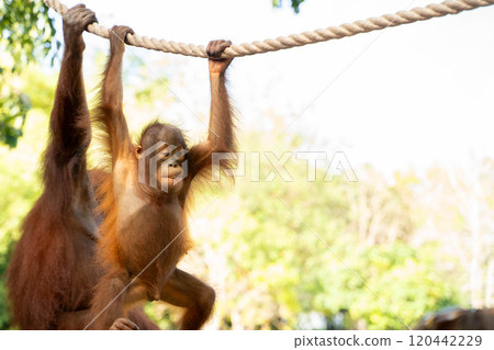 A baby orangutan walking a tightrope, Bali, Indonesia 120442229