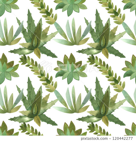 Succulents: seamless watercolor pattern on a white background for wrapping paper and print on fabric, home textiles. Home gardening, hobby. 120442277