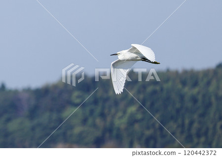 flying little egret flying little egret 120442372