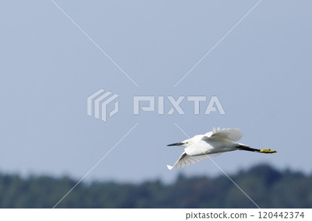 flying little egret flying little egret 120442374