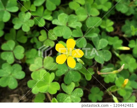 Yellow flower Yellow flower 120442481