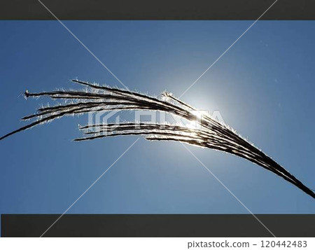 Japanese pampas grass and blue sky 120442483