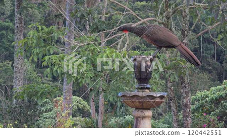 Jacu Bird Takes Flight from a Fountain in Slow Motion 120442551